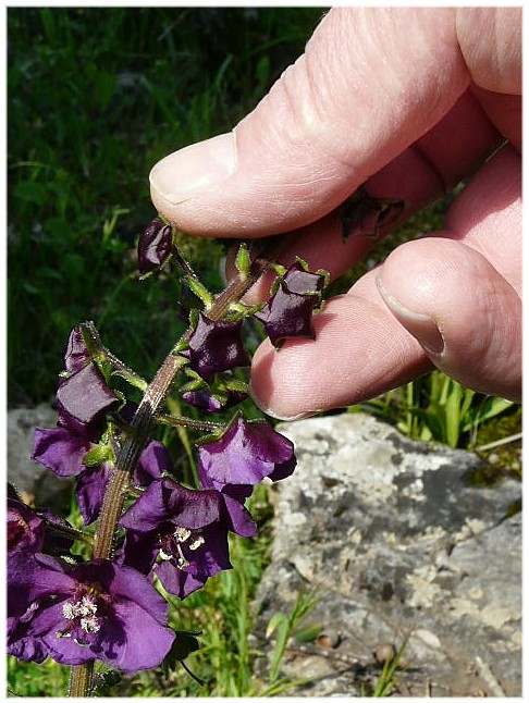 Verbascum phoeniceum / Verbasco porporino